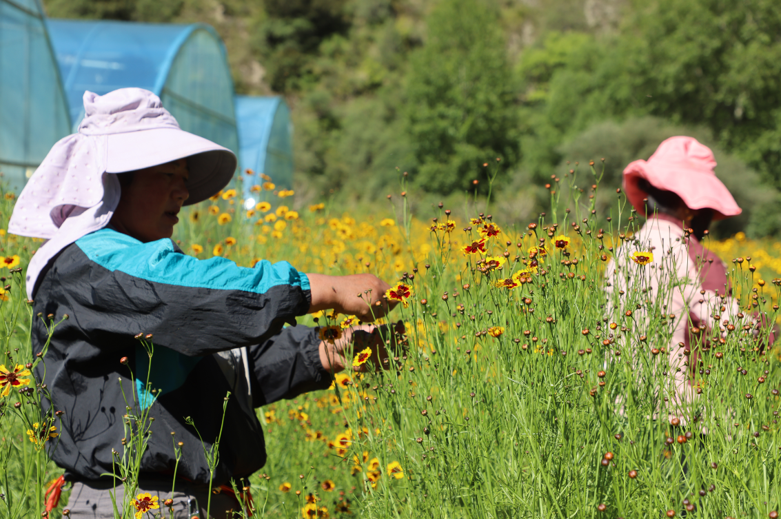 支持擴大雪菊種植300畝、藜麥200畝，助力當?shù)厝罕娫鍪? class=